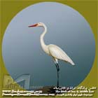 اگرت بزرگ